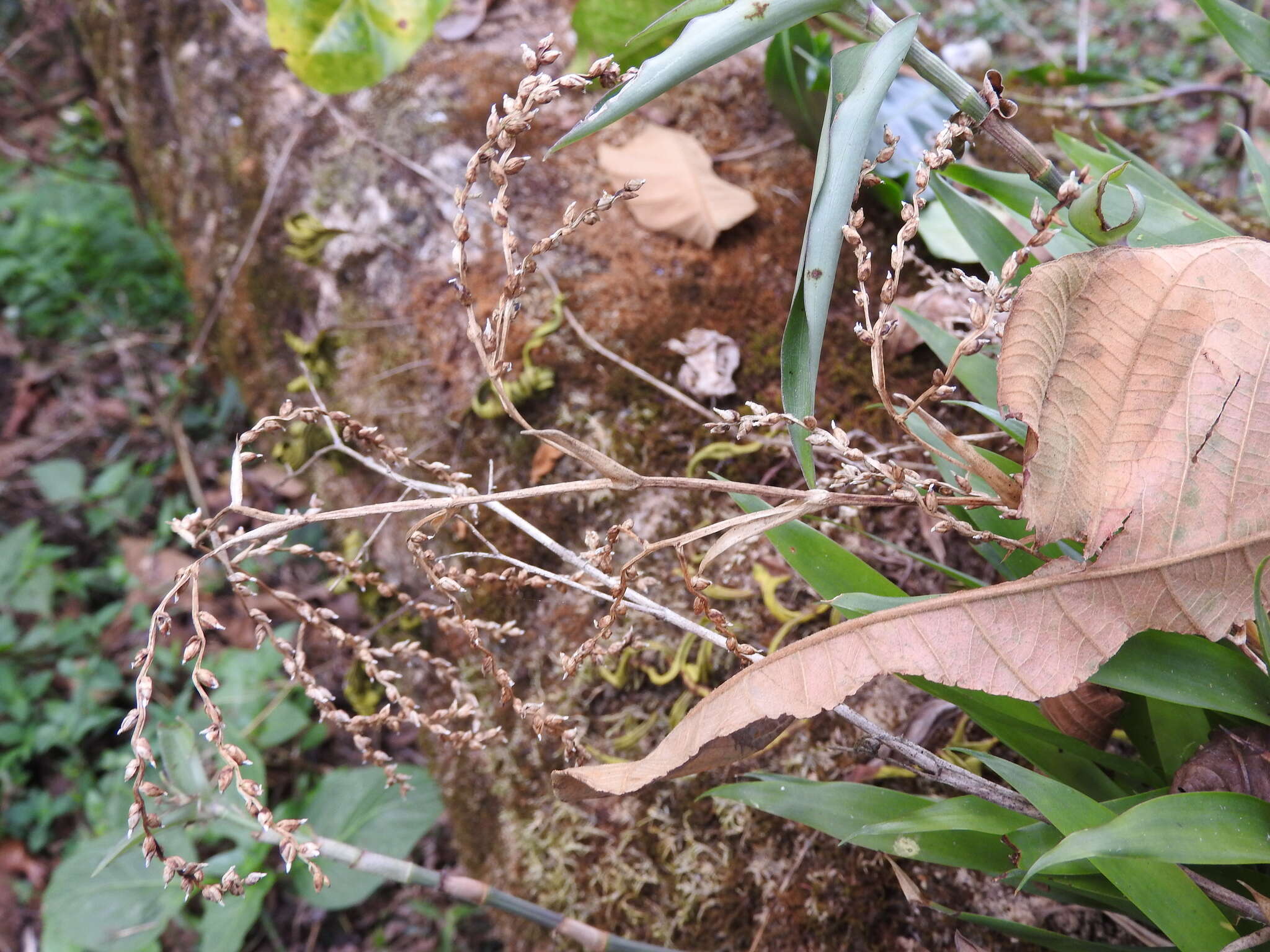 Image of Catopsis paniculata É. Morren