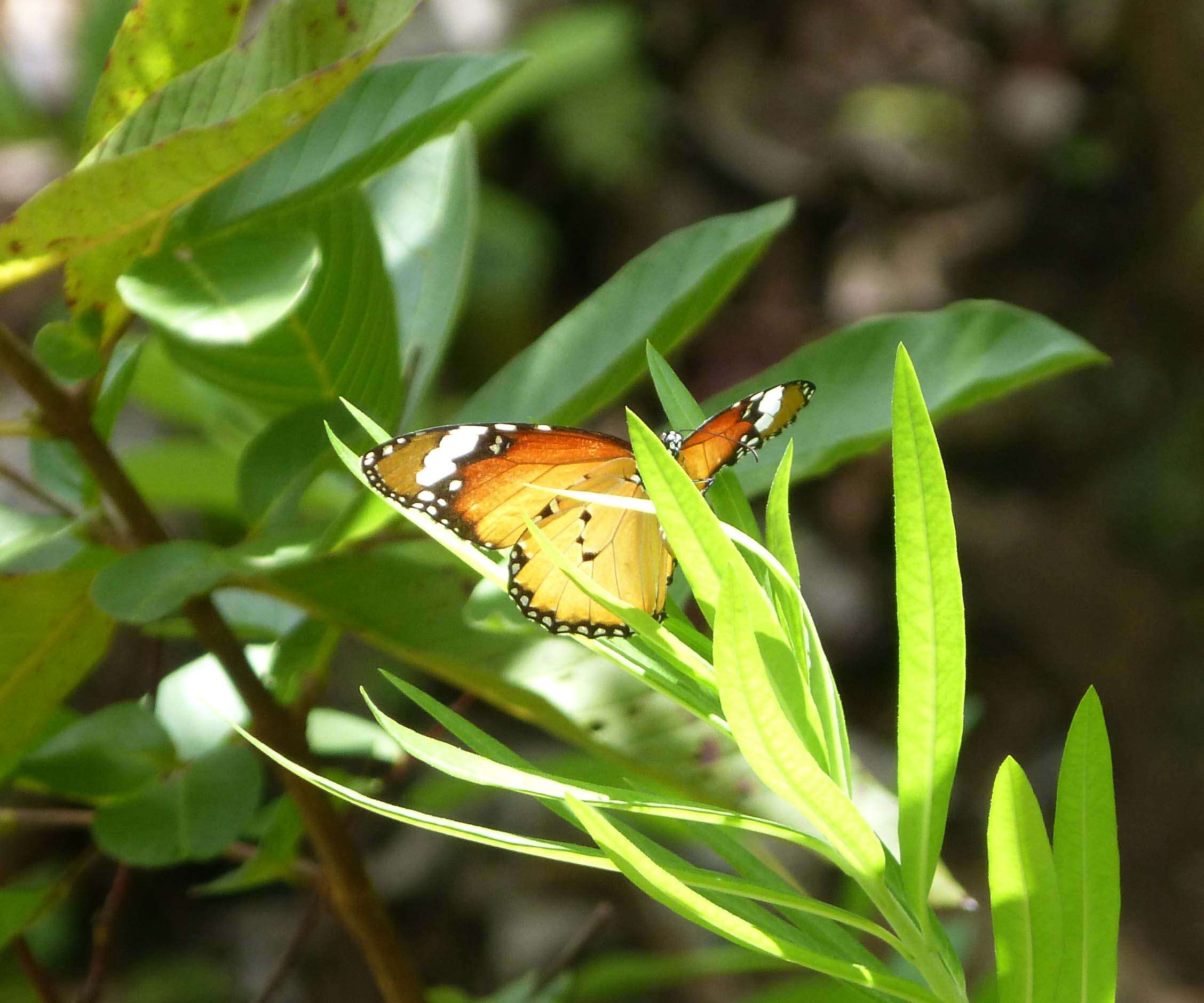 Image of Plain tiger