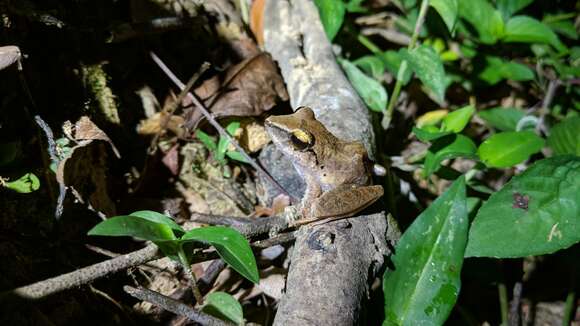 Image de Pristimantis charlottevillensis (Kaiser, Dwyer, Feichtinger & Schmid 1995)