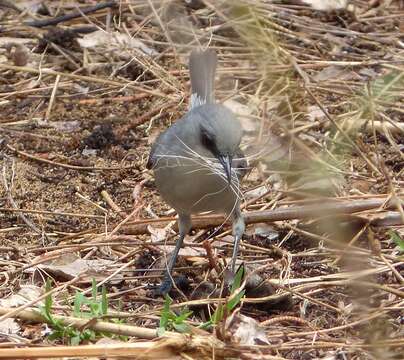 Image of Mauritius Grey White-eye