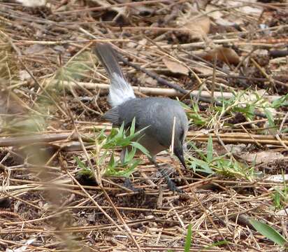 Image of Mauritius Grey White-eye