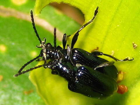 صورة <i>Lema concinnipennis</i>