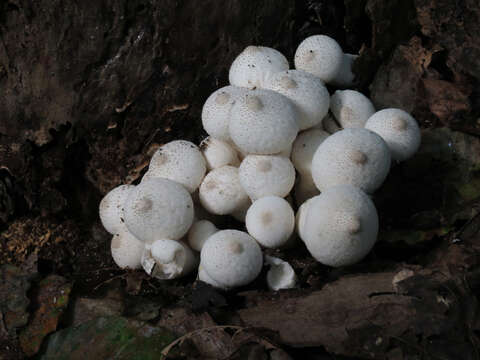 Image de Vesse de loup en poire