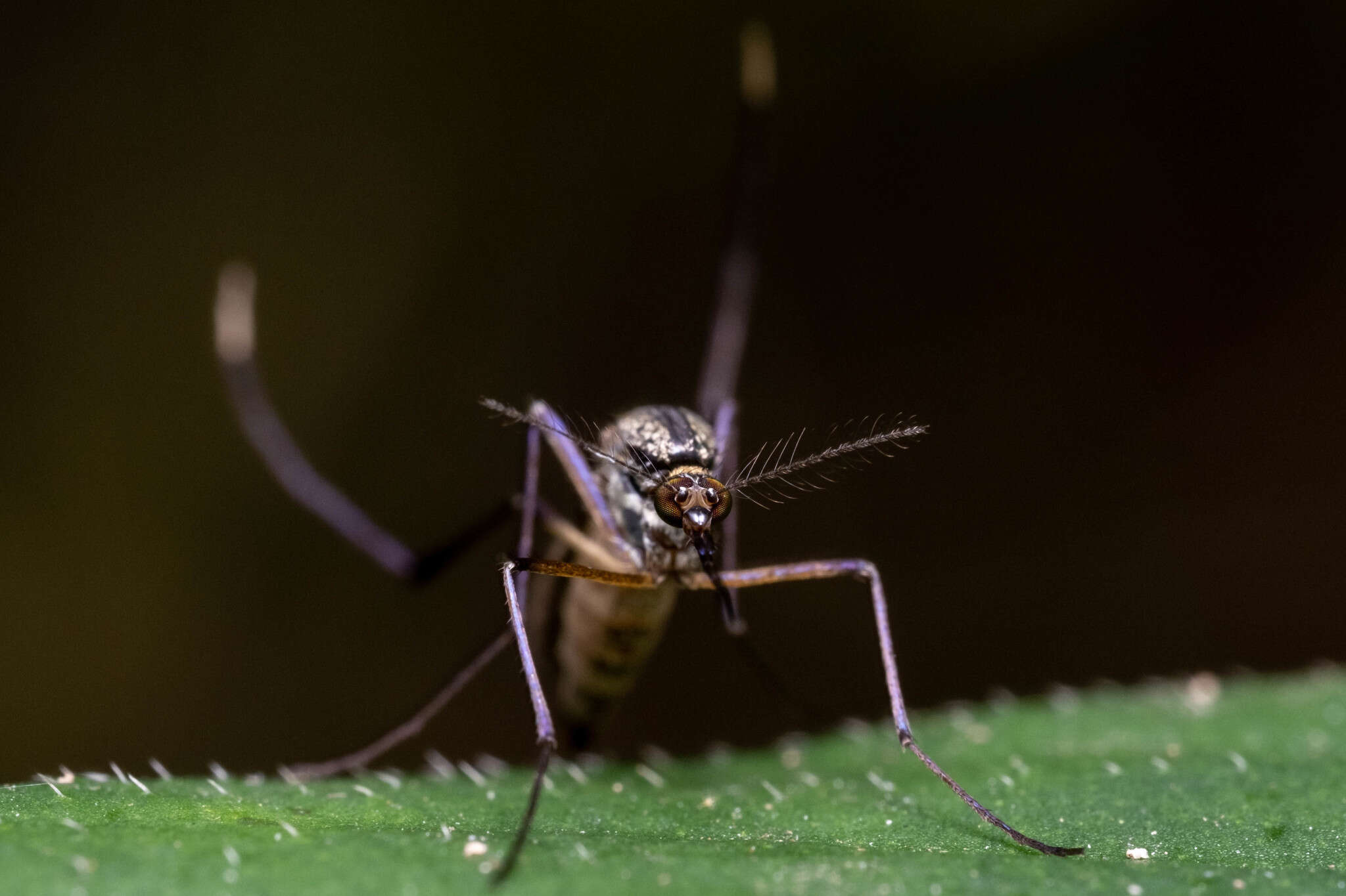 Image de Psorophora horrida (Dyar & Knab 1908)