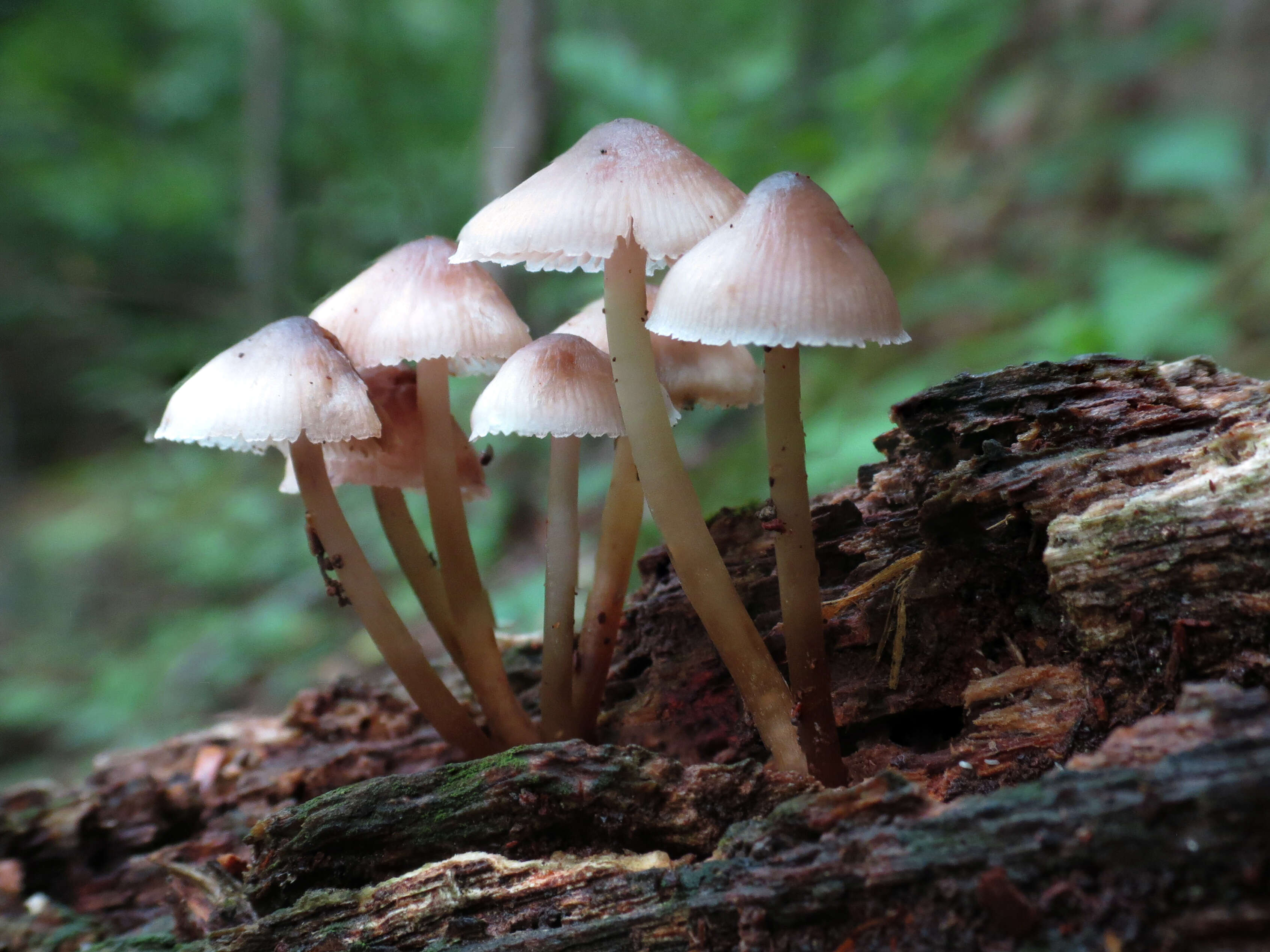 Image of Mycena haematopus (Pers.) P. Kumm. 1871