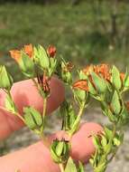 Image of straggling St. Johnswort