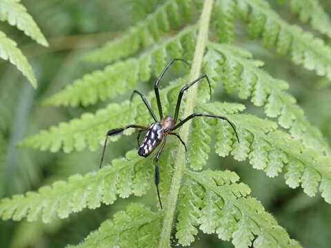 Image of Leucauge tessellata (Thorell 1887)