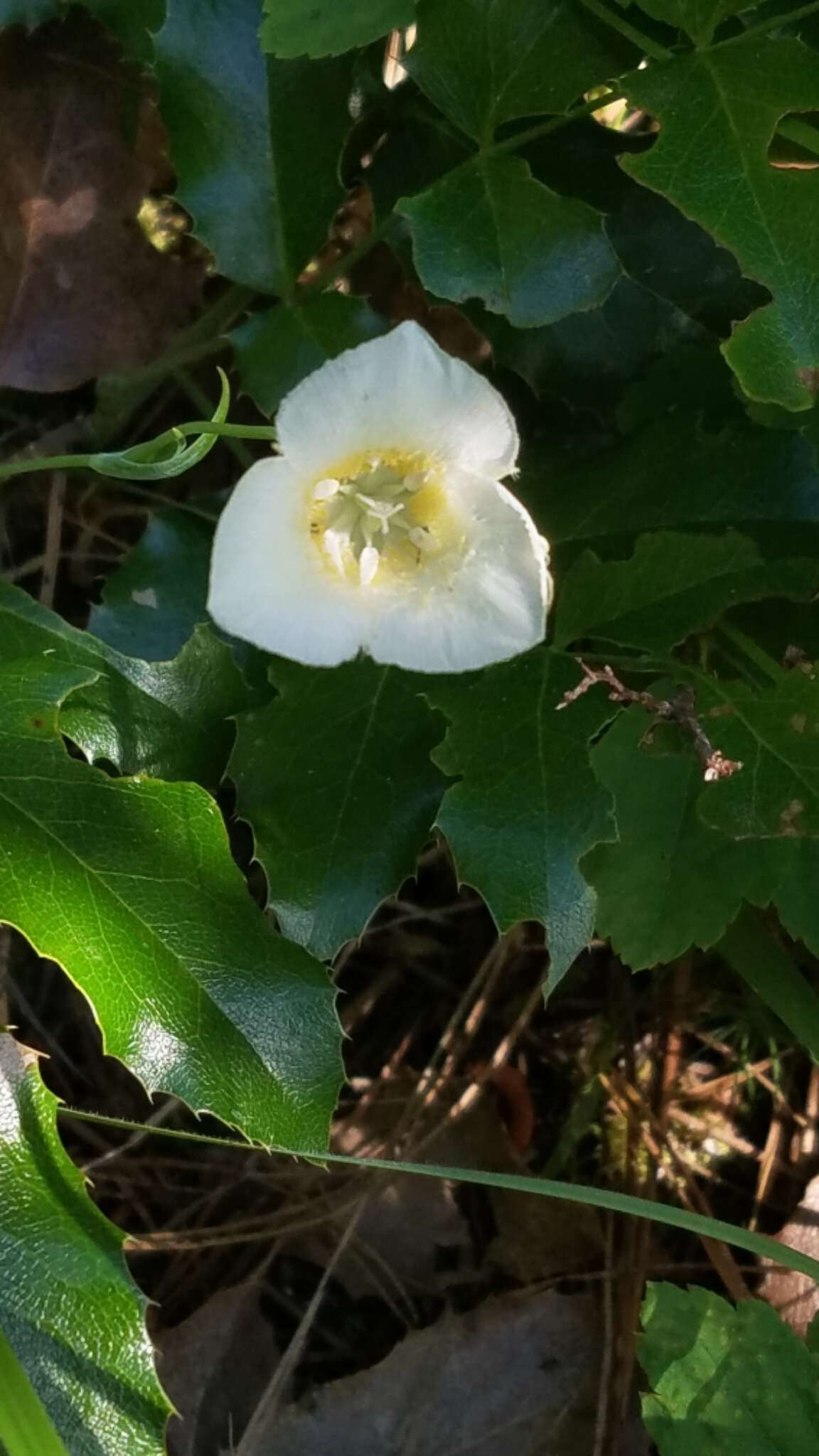 Image de Calochortus apiculatus Baker