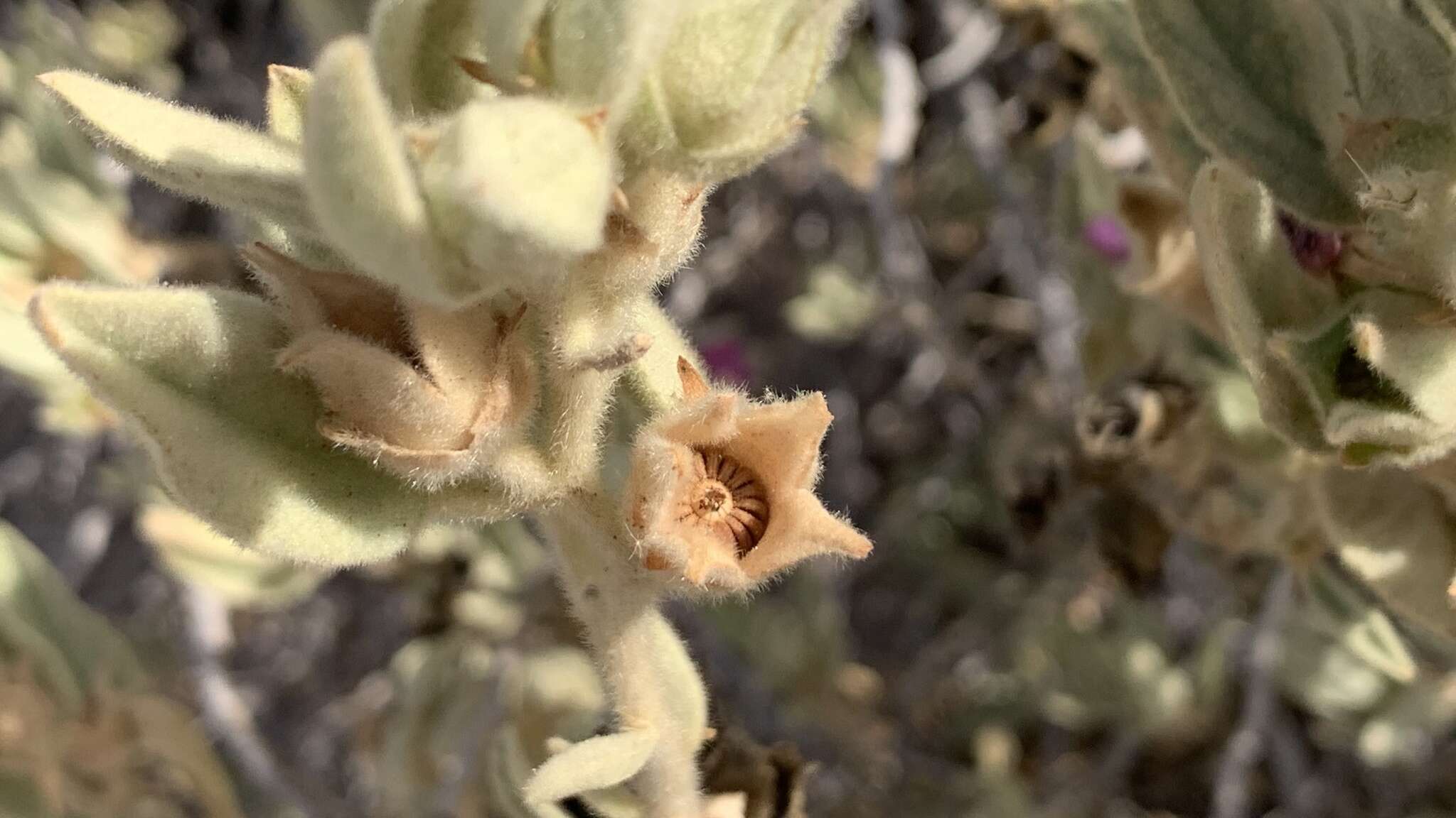 صورة Malva oblongifolia (Boiss.) Soldano, Banfi & Galasso