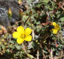 Sivun Oxalis conorrhiza (Feullée) Jacquin kuva