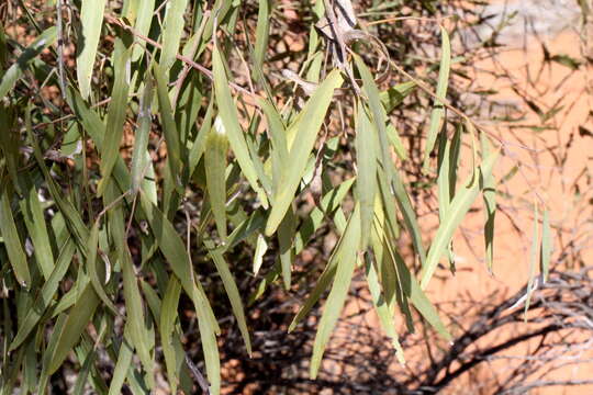 Image of Ventilago viminalis Hook.