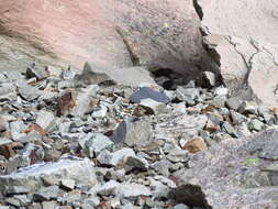 Image of New Zealand Wrens