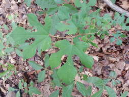 Image of white mulberry