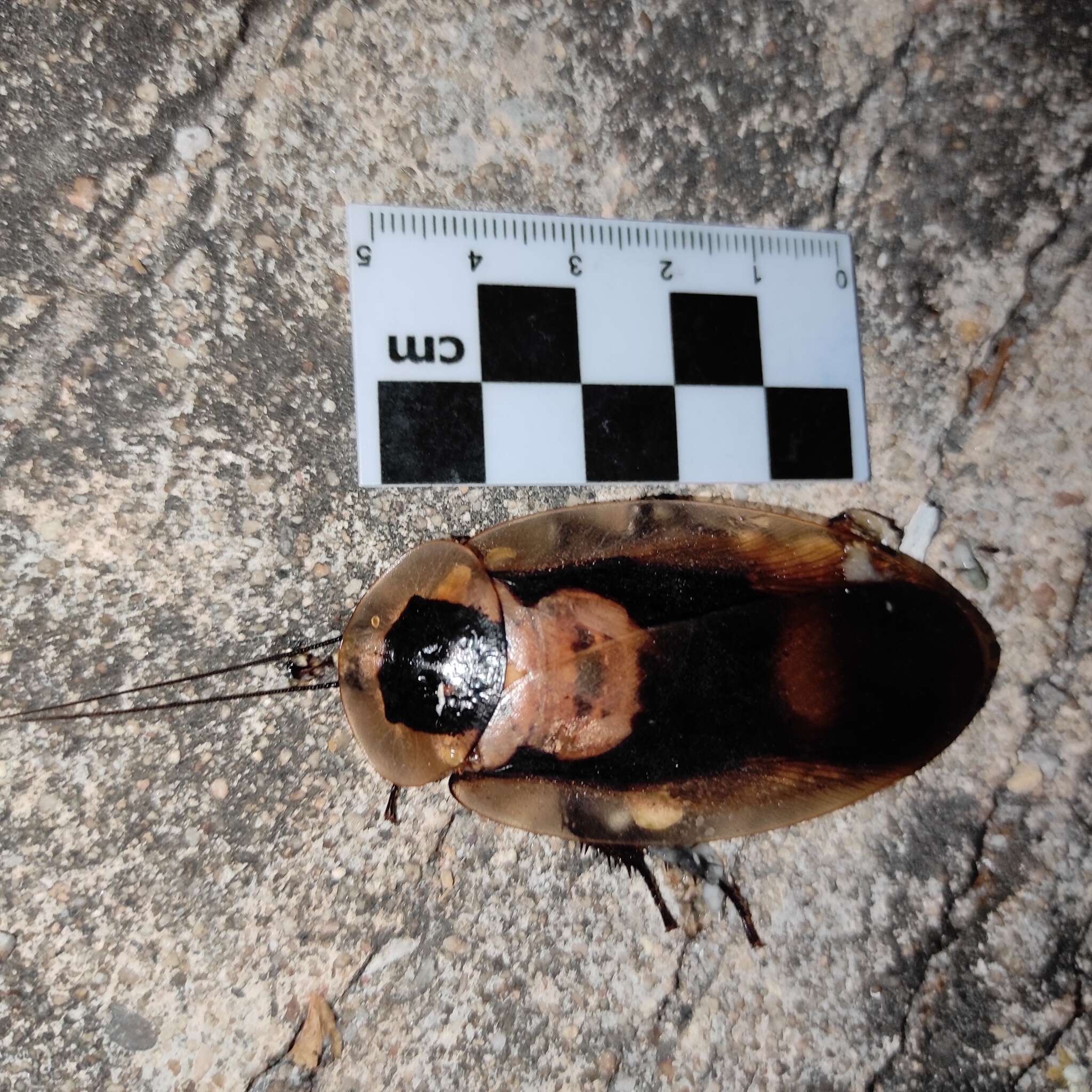 Image of Death's Head Cockroach