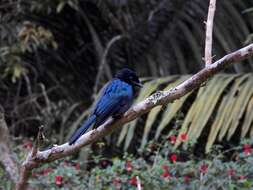 Image of Lesser Racket-tailed Drongo