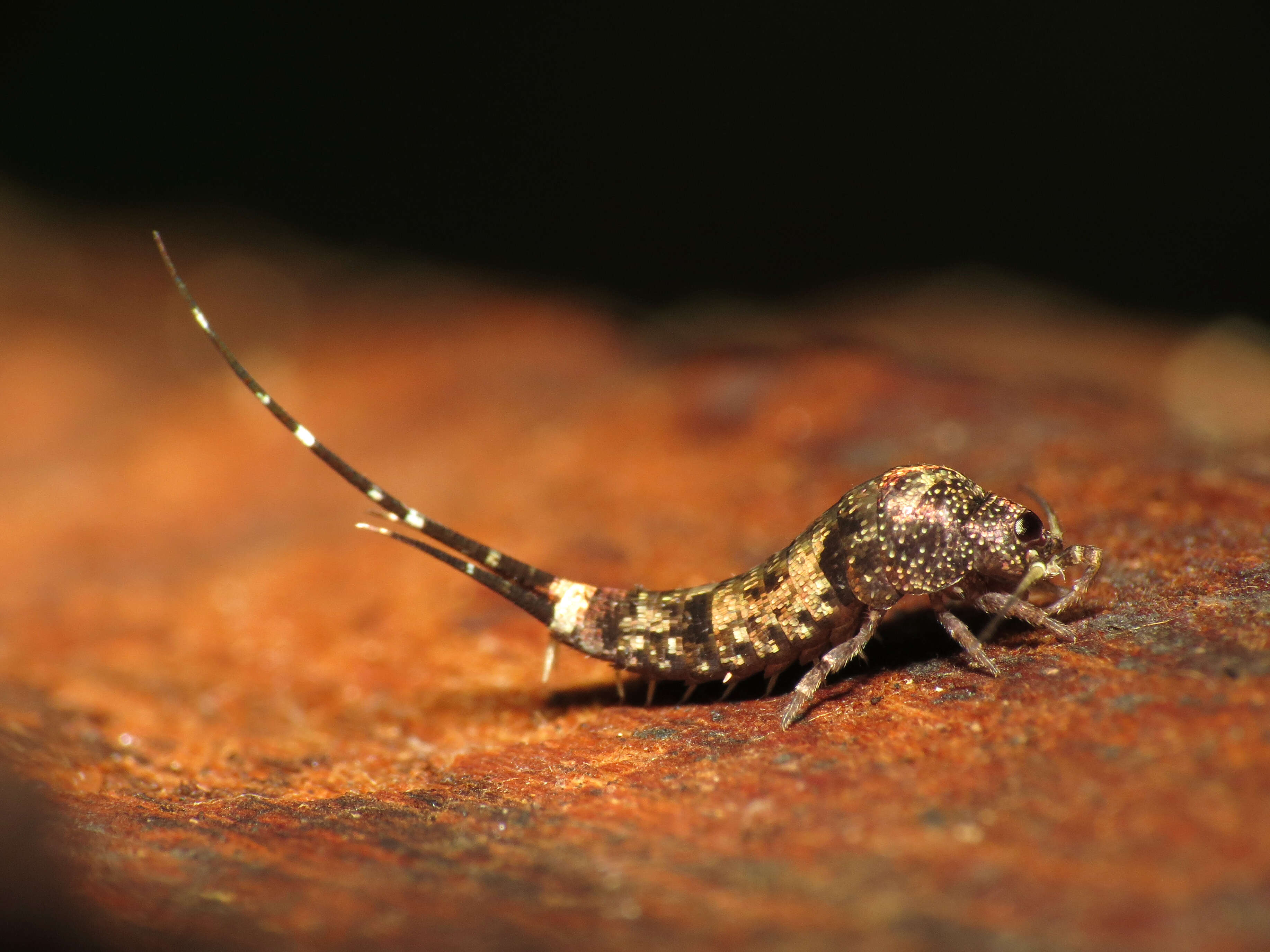 Image of jumping bristletails