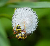 Image of Nomada cubensis Cresson 1865