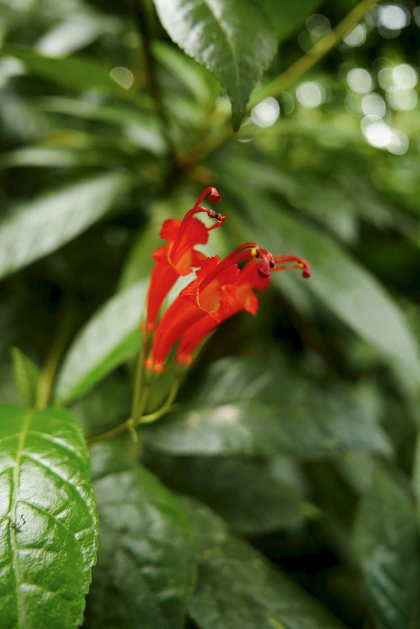 Image of Gesneria ventricosa Sw.