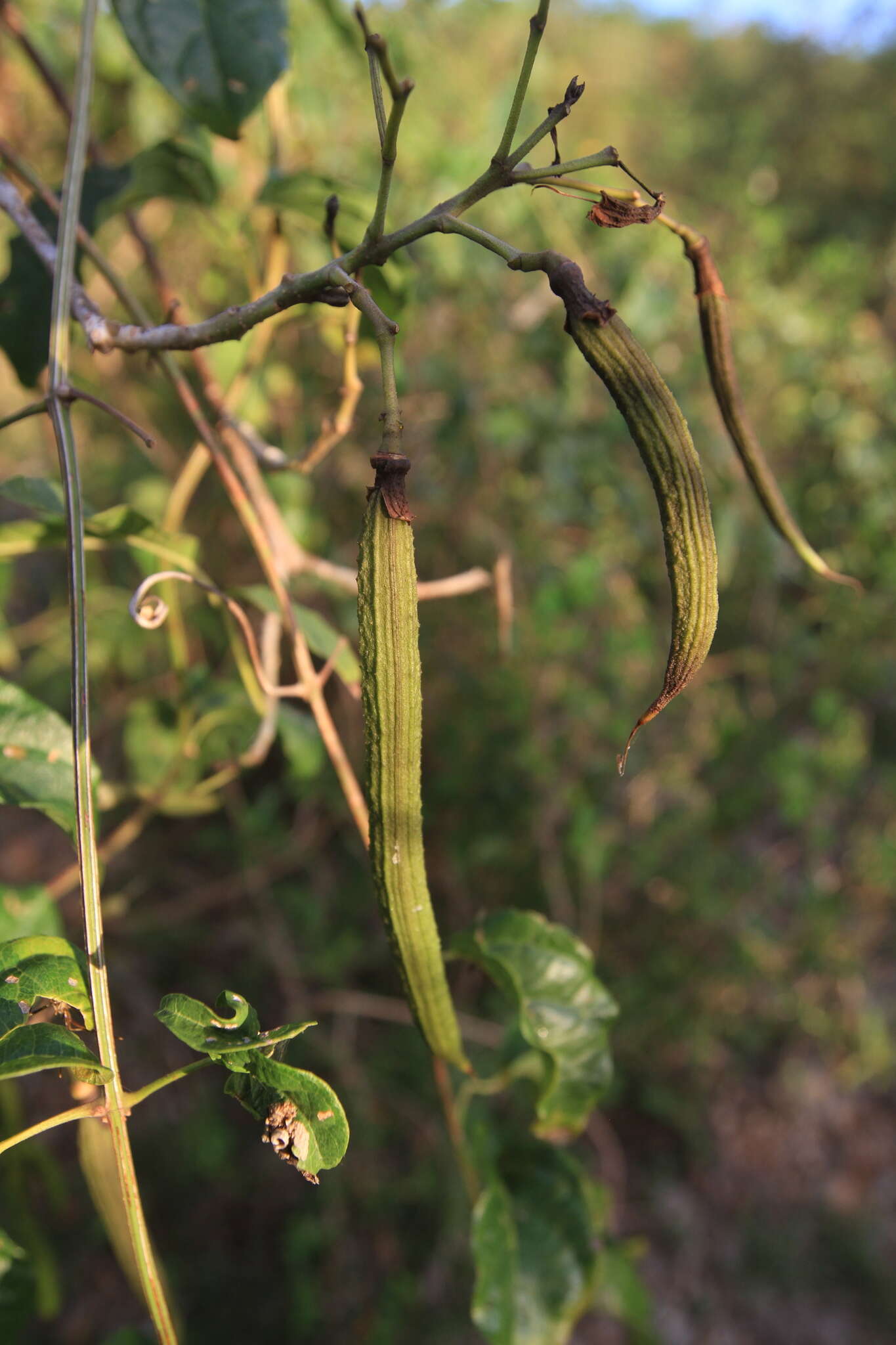 Image of Tabebuia calcicola Britton