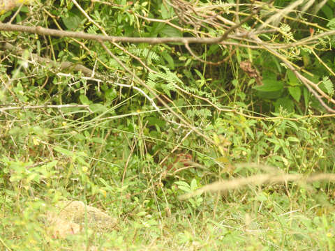 Image of Jungle Bush Quail