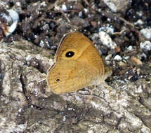 Image of Heteropsis narcissus