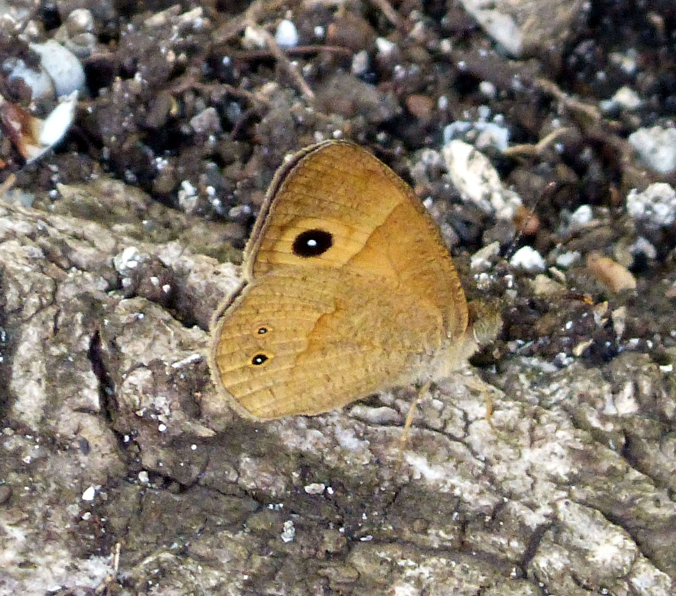 Image of Heteropsis narcissus