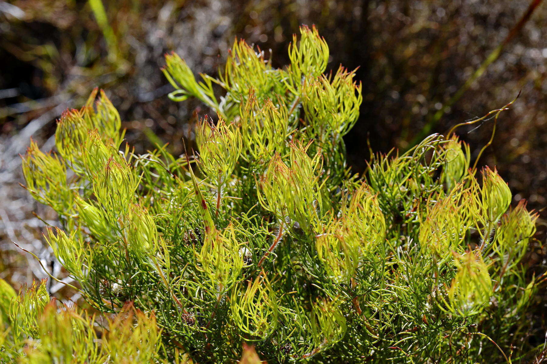 Image of Serruria inconspicua L. Guthrie & Salter