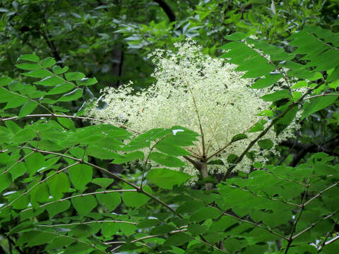 Image of Japanese angelica tree