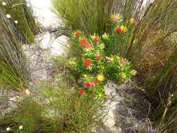 Image of Leucospermum oleifolium (P. J. Bergius) R. Br.