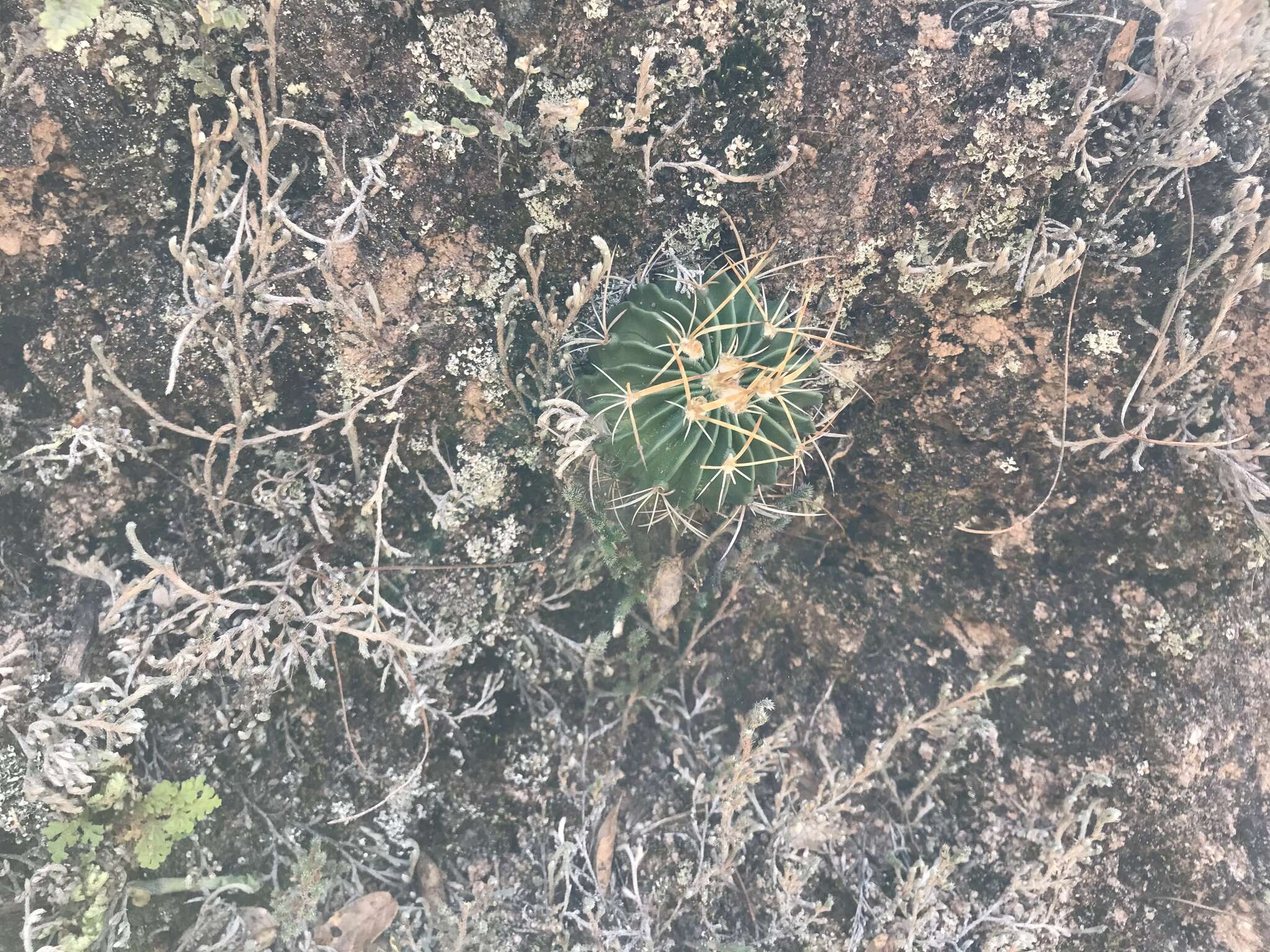 Image of Stenocactus sulphureus (A. Dietr.) Bravo