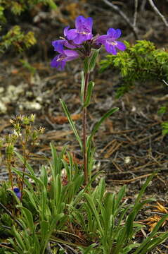 Plancia ëd Penstemon gormanii Greene