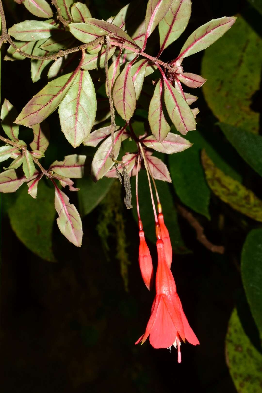 Image of Fuchsia pringsheimii Urb.