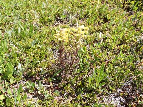 Image of Mt. Rainier lousewort