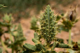 Image of hedgehog pricklypoppy