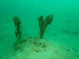 Image of Axinella polycapella de Laubenfels 1953