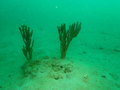 Image of Axinella polycapella de Laubenfels 1953