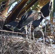 Image of African Woolly-necked Stork