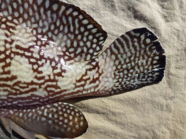 Image of Speckled-fin Rockcod