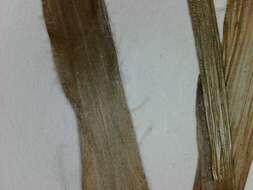 Image of hairy woodrush