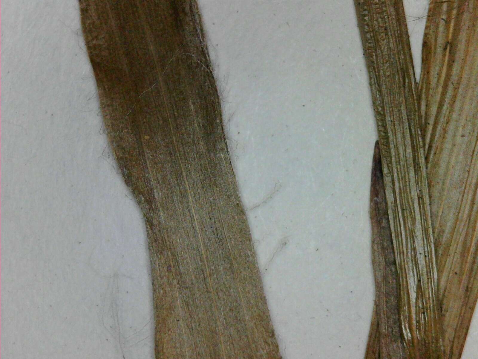 Image of hairy woodrush