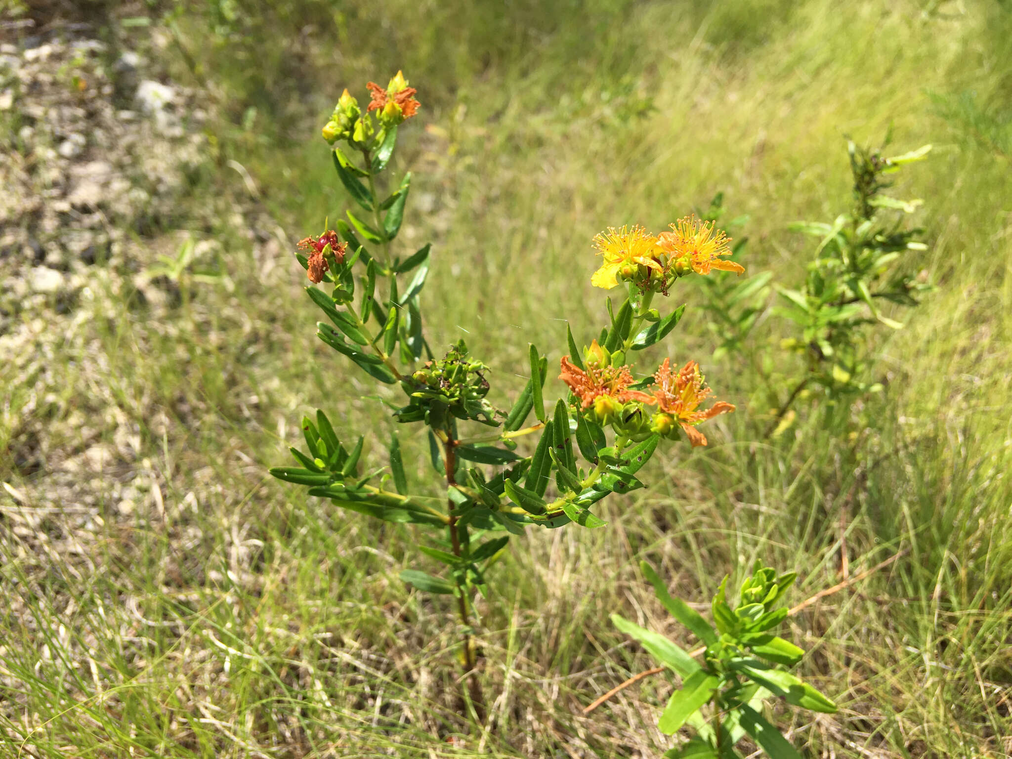 Image of Round-Seed St. John's-Wort