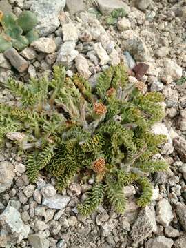 Leucheria millefolium Dusen & Skottsb. resmi