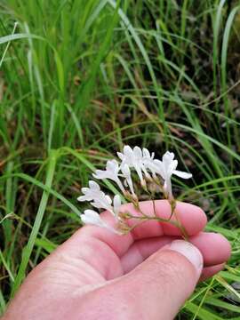 Image of Schizorhiza neglecta (Goldblatt) Goldblatt & J. C. Manning