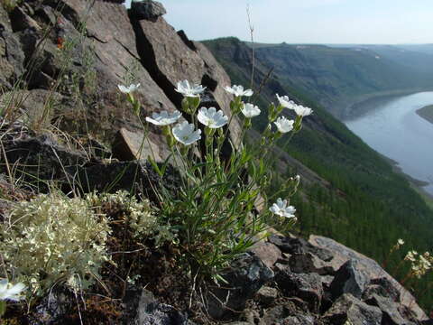 Image of Silene samojedorum (Sambuk) Oxelman