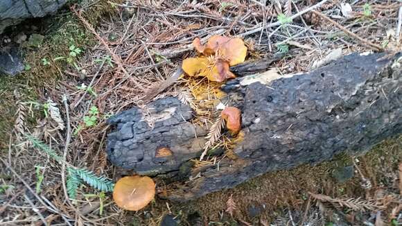 Image of Gymnopilus aurantiophyllus Hesler 1969