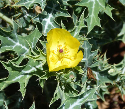 Image of Mexican pricklypoppy