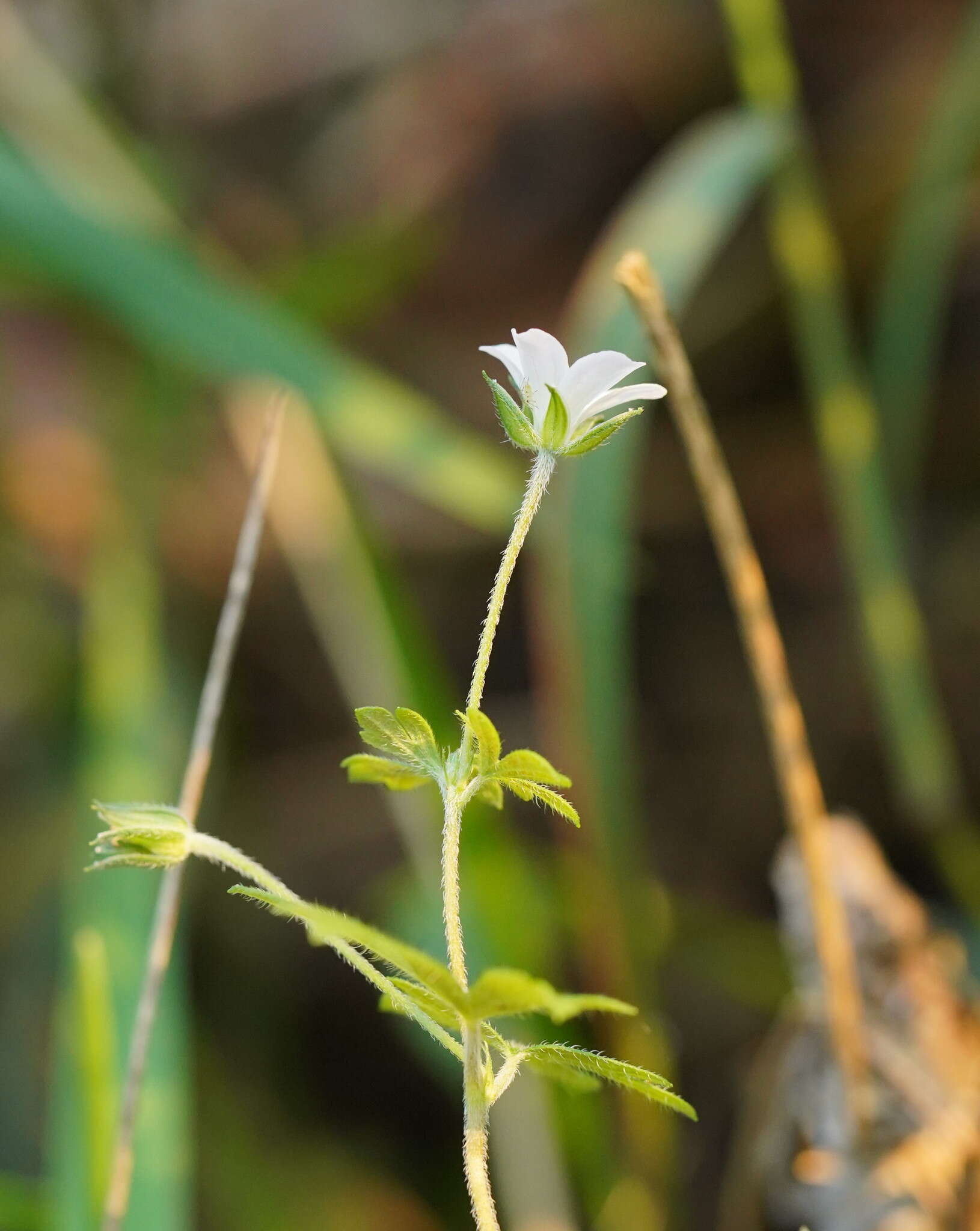 Image of cinquefoil geranium