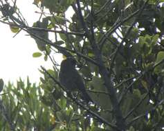 Image of Protea Canary