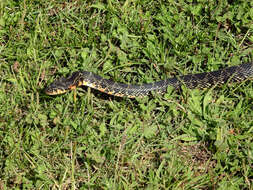 Image of Horseshoe Whip Snake