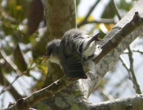 Image of Mauritius Grey White-eye